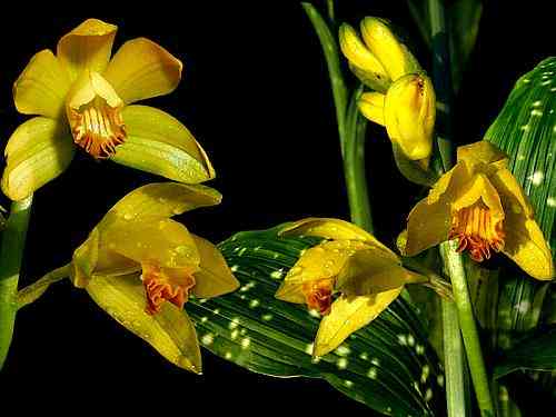 Phaius maculatus